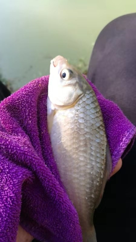 野钓桥边钓点,野钓探寻钓位