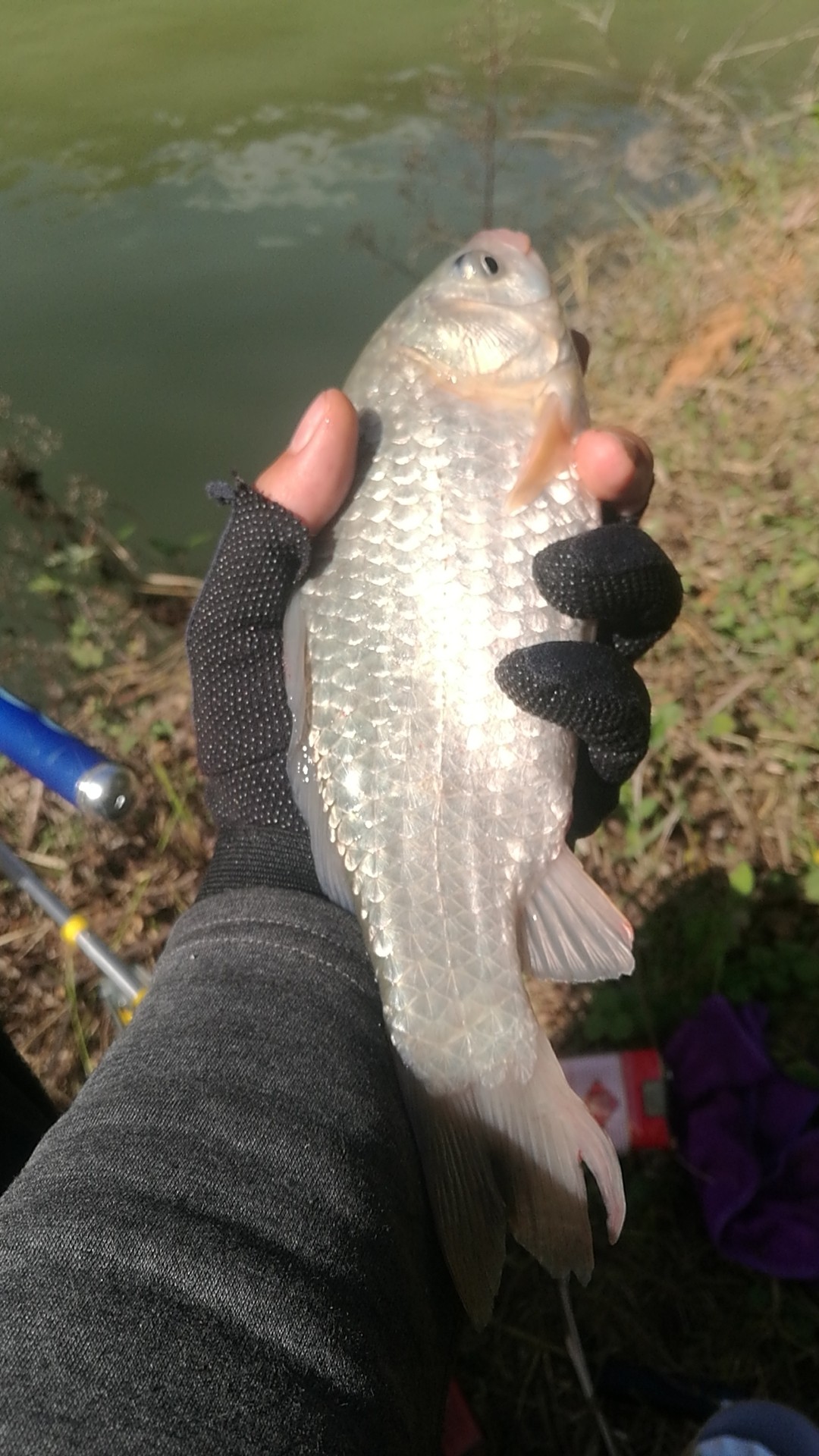 野钓桥边钓点,野钓探寻钓位