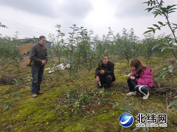 产业扶贫让贫困村变成富裕村,产业扶贫见实效脱贫致富奔小康