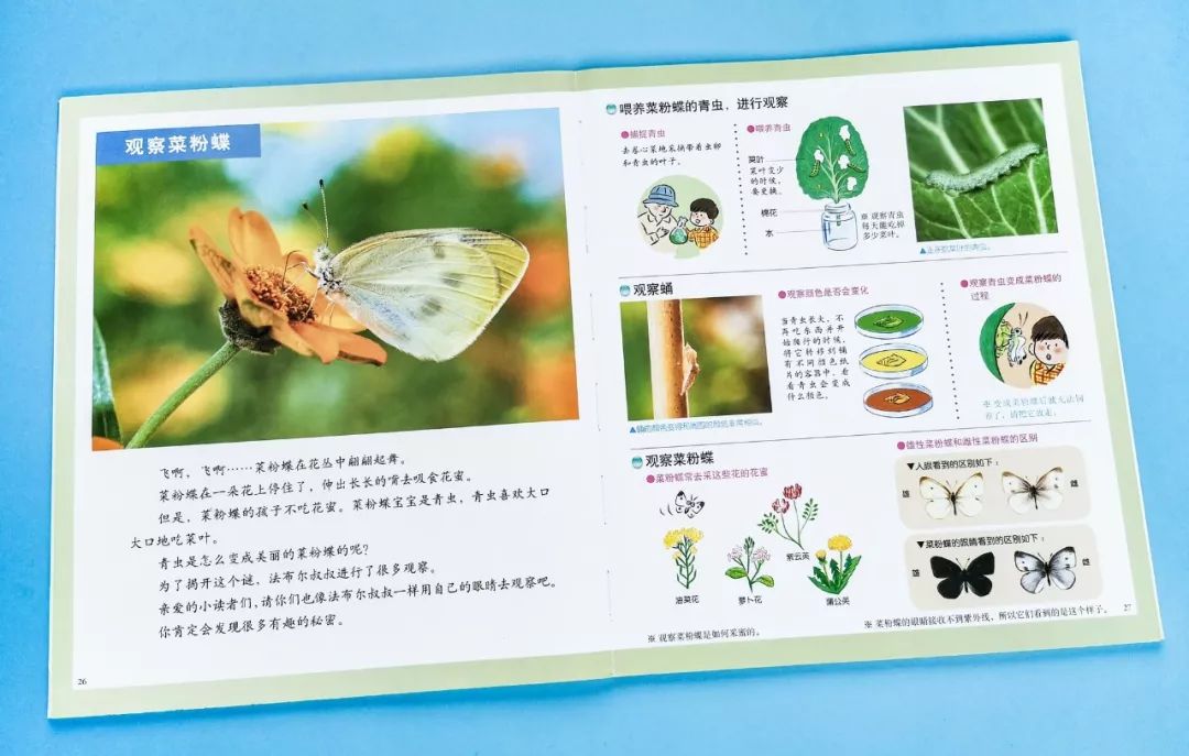 成长必读法布尔昆虫记,法布尔昆虫记书分享