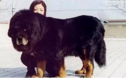 有哪些巨型犬有优点没缺点,世界最猛的巨型犬十大排名