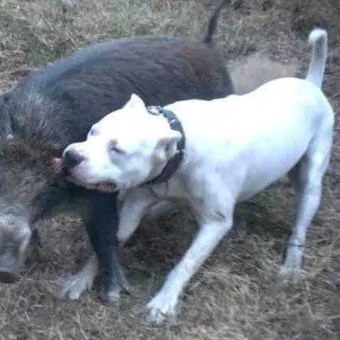 有哪些巨型犬有优点没缺点,世界最猛的巨型犬十大排名