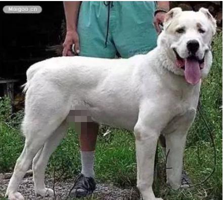 有哪些巨型犬有优点没缺点,世界最猛的巨型犬十大排名