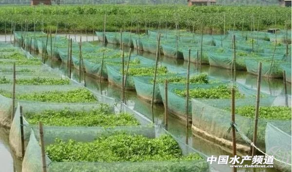 黄鳝养殖冬季捕捞技术经验,稻田养殖黄鳝怎么捕捞的