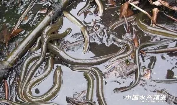 黄鳝养殖冬季捕捞技术经验,稻田养殖黄鳝怎么捕捞的