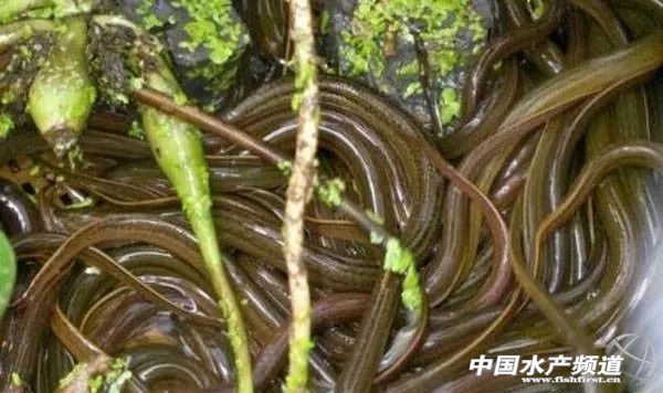 黄鳝养殖冬季捕捞技术经验,稻田养殖黄鳝怎么捕捞的