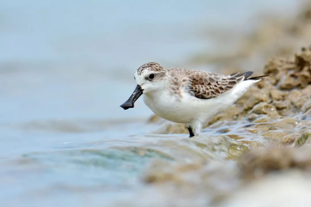 鹬鹛鹀䴓鸻鸫鹟鹎鹪鸲鹆䴙䴘鹒鸺鹠，你都认识吗？
