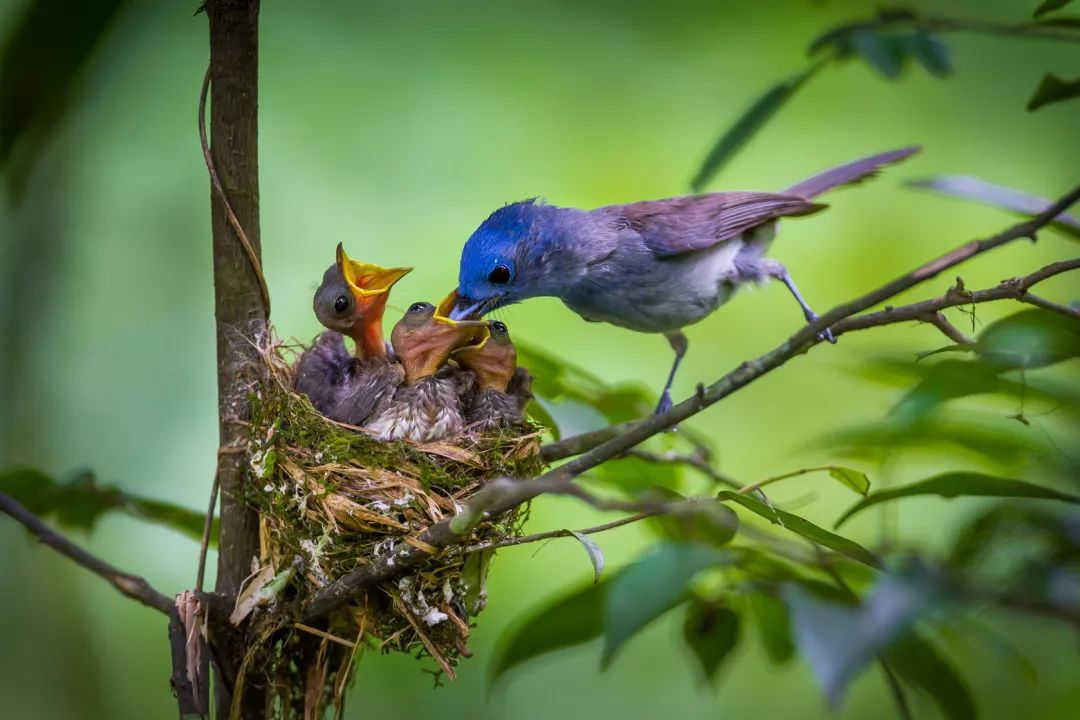 鹬鹛鹀䴓鸻鸫鹟鹎鹪鸲鹆䴙䴘鹒鸺鹠，你都认识吗？