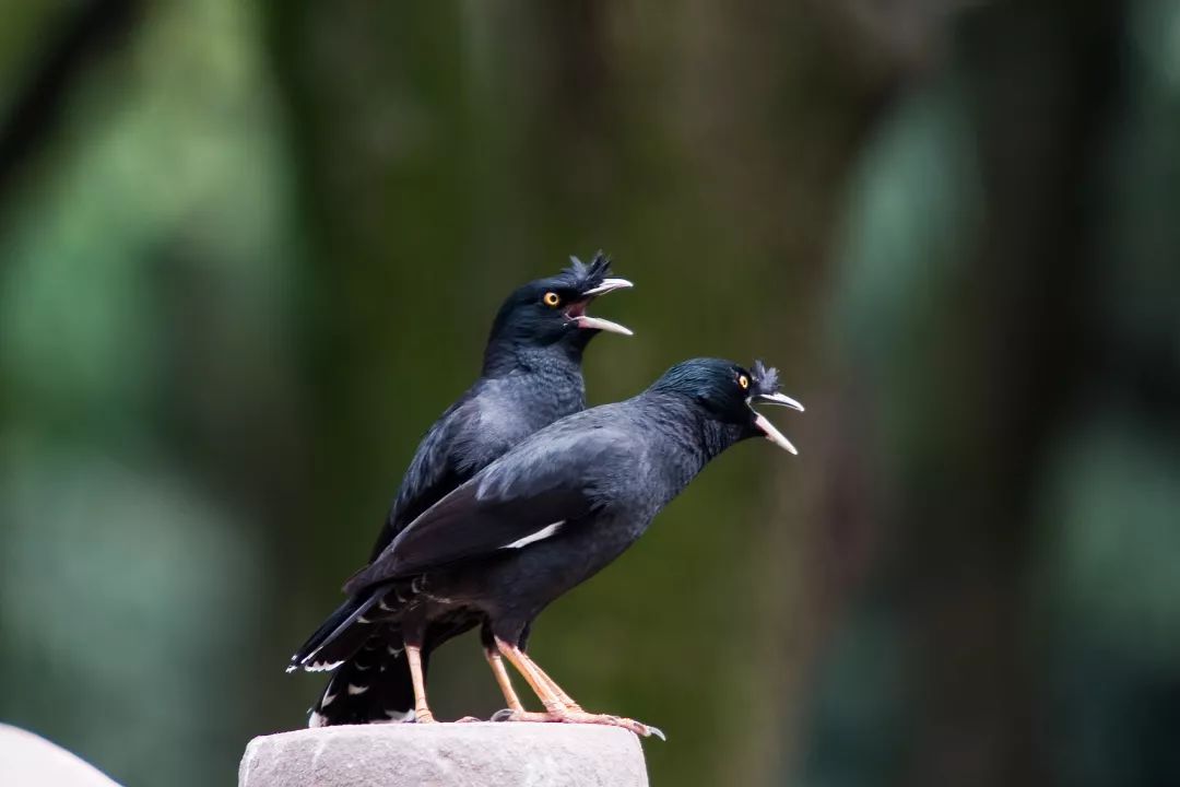 鹬鹛鹀䴓鸻鸫鹟鹎鹪鸲鹆䴙䴘鹒鸺鹠，你都认识吗？