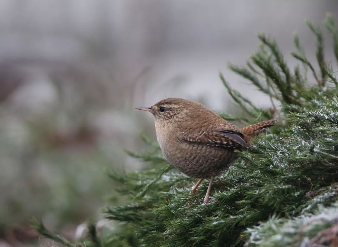 鹬鹛鹀䴓鸻鸫鹟鹎鹪鸲鹆䴙䴘鹒鸺鹠，你都认识吗？