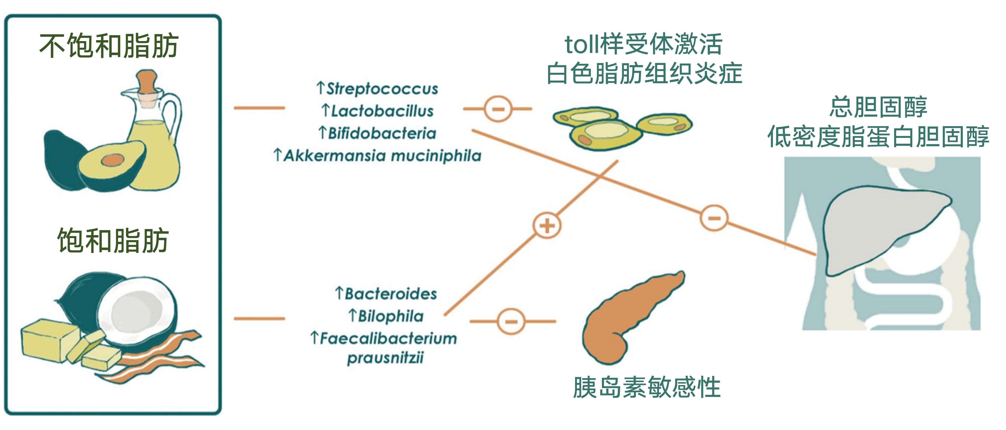 肠道菌群影响饮食文章,饮食与肠道菌群唇齿相依