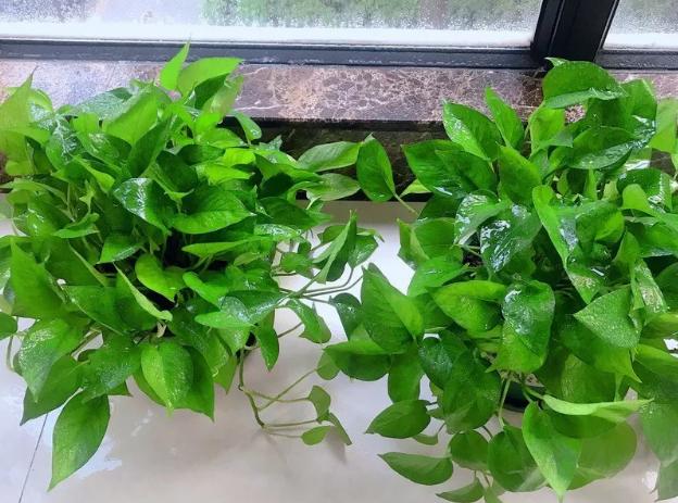 绿萝有毒吗是否适合养在卧室,绿萝真的有毒吗家里不能养吗