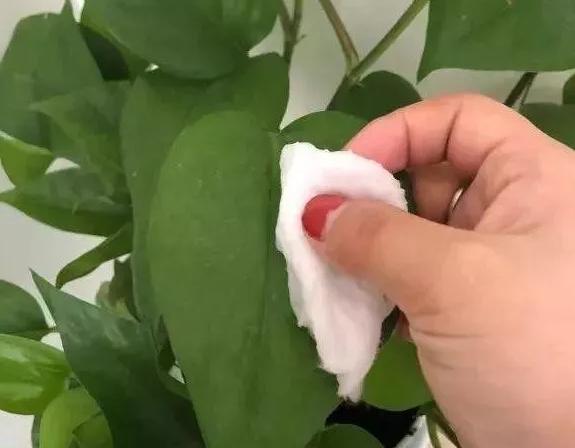 绿萝有毒吗是否适合养在卧室,绿萝真的有毒吗家里不能养吗