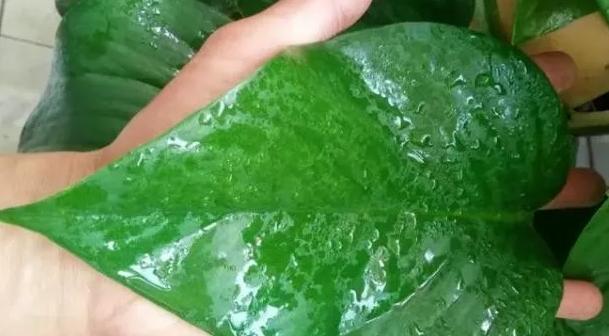 绿萝有毒吗是否适合养在卧室,绿萝真的有毒吗家里不能养吗