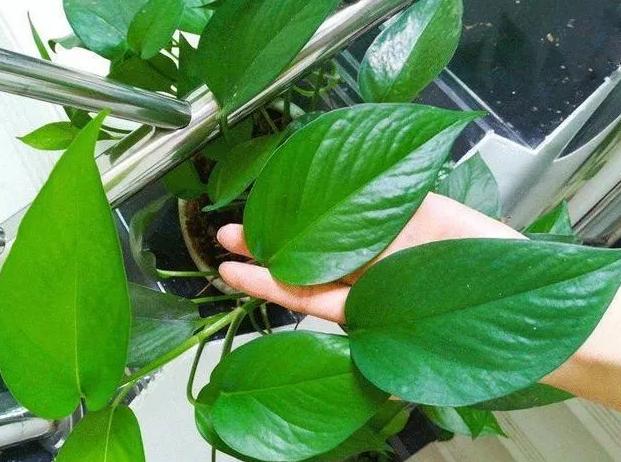 绿萝有毒吗是否适合养在卧室,绿萝真的有毒吗家里不能养吗