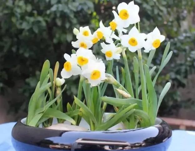 绿萝有毒吗是否适合养在卧室,绿萝真的有毒吗家里不能养吗