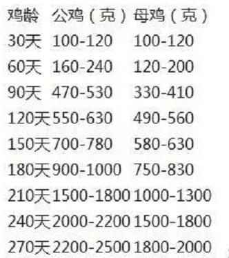 养鸡十八年，你知道鸡贩子如何判断鸡群年龄么，普及一下