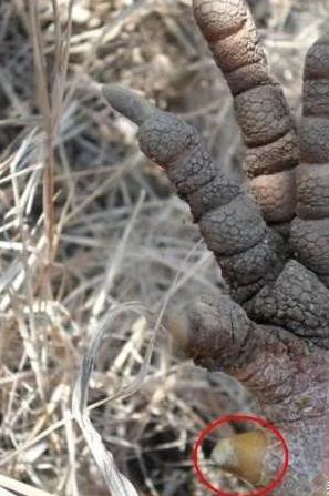 养鸡十八年，你知道鸡贩子如何判断鸡群年龄么，普及一下