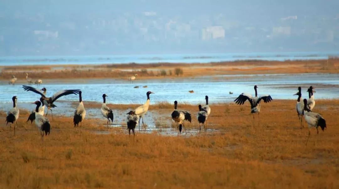 成贵高铁模拟线路图,成贵高铁通到哪里了