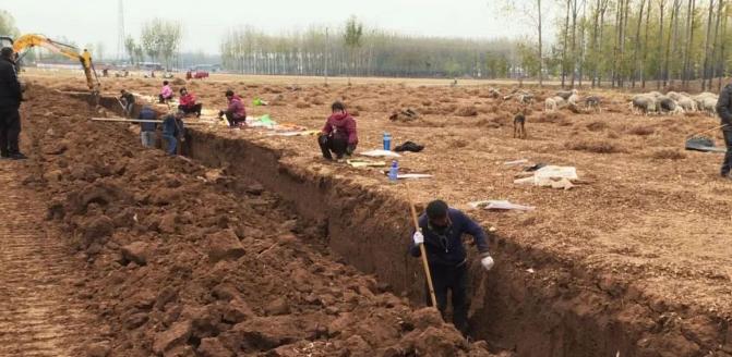 河南焦作温县怀庄山药,河南沁阳的山药