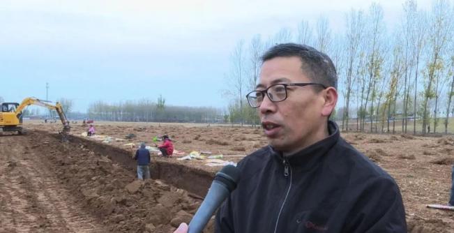 河南焦作温县怀庄山药,河南沁阳的山药