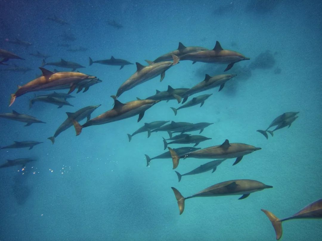 这个春节一定要吃的美食,春节吃什么海鲜好吃又便宜