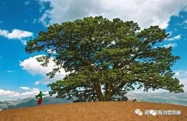 大地的调色板云南东川红土地,大地的调色板