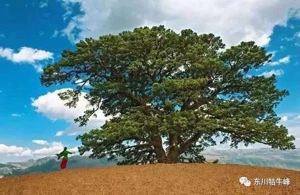 大地的调色板云南东川红土地,大地的调色板