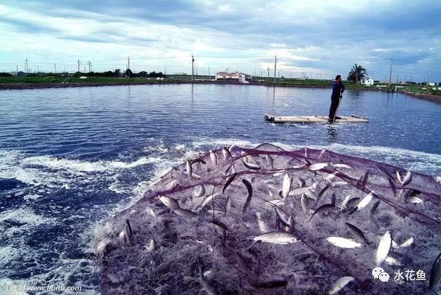 水产养殖净化水质标准最新,水产养殖净化水的方法