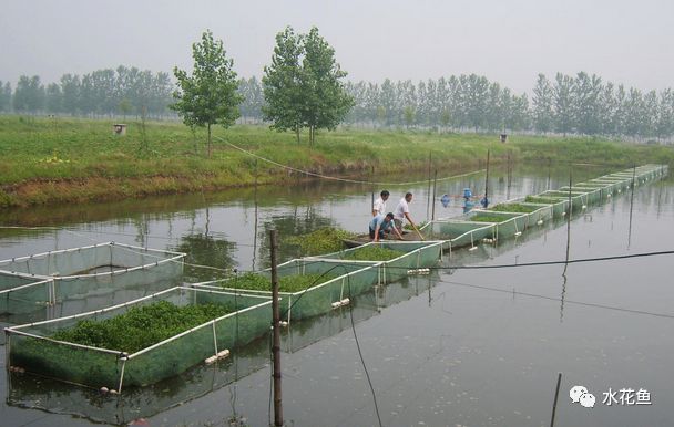 水产养殖净化水质标准最新,水产养殖净化水的方法