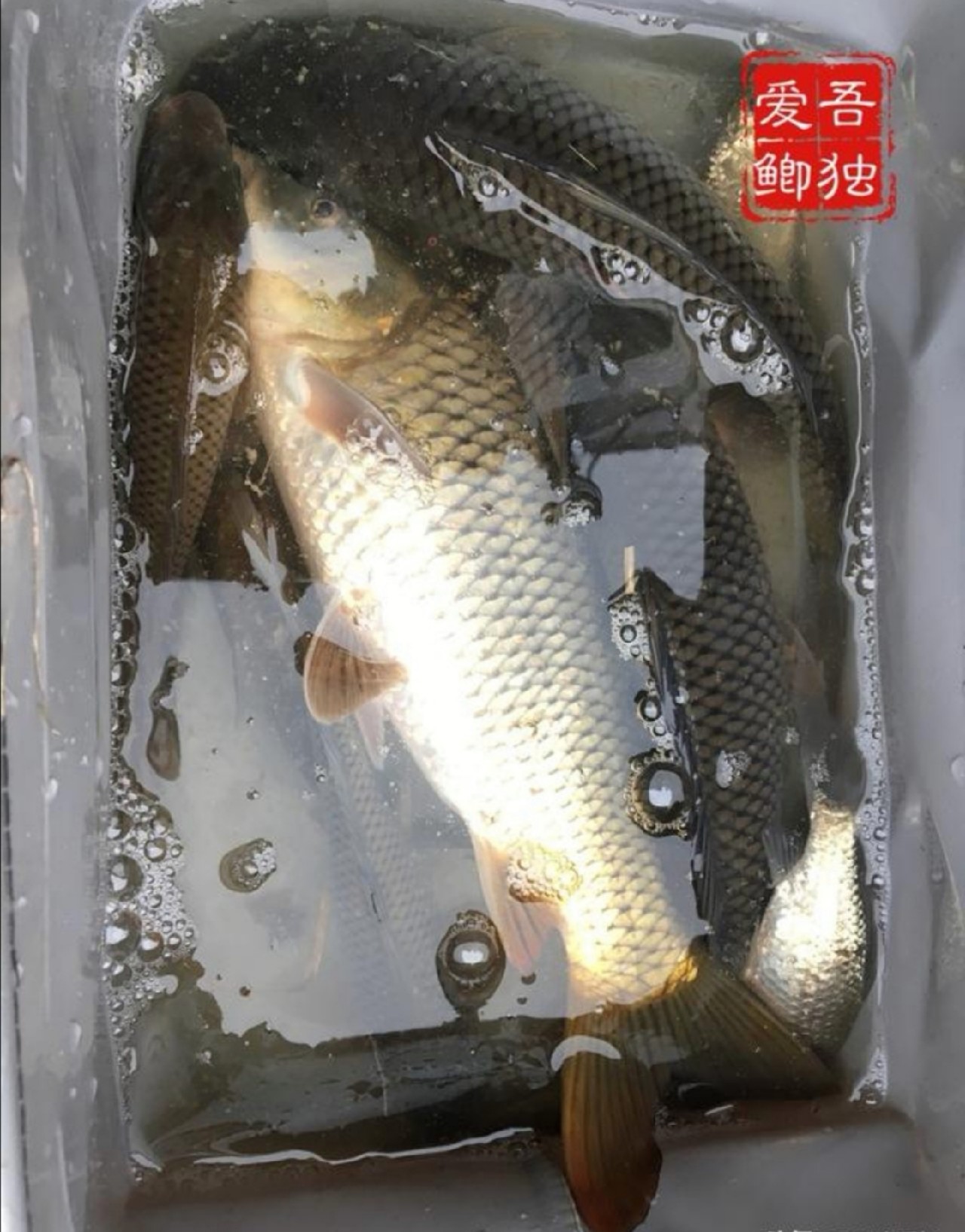 传统钓轻装上阵,传统钓装备怎么做到轻松又舒服