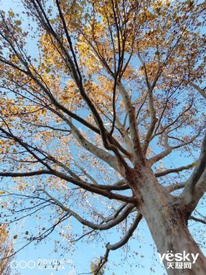 华为nova6拍照对比p30谁更好,nova65g和nova7对比