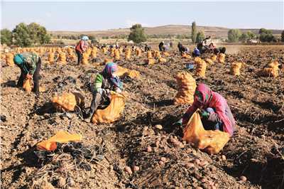 目前定西市马铃薯产业种植面积,甘肃省定西县土豆