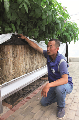 目前定西市马铃薯产业种植面积,甘肃省定西县土豆