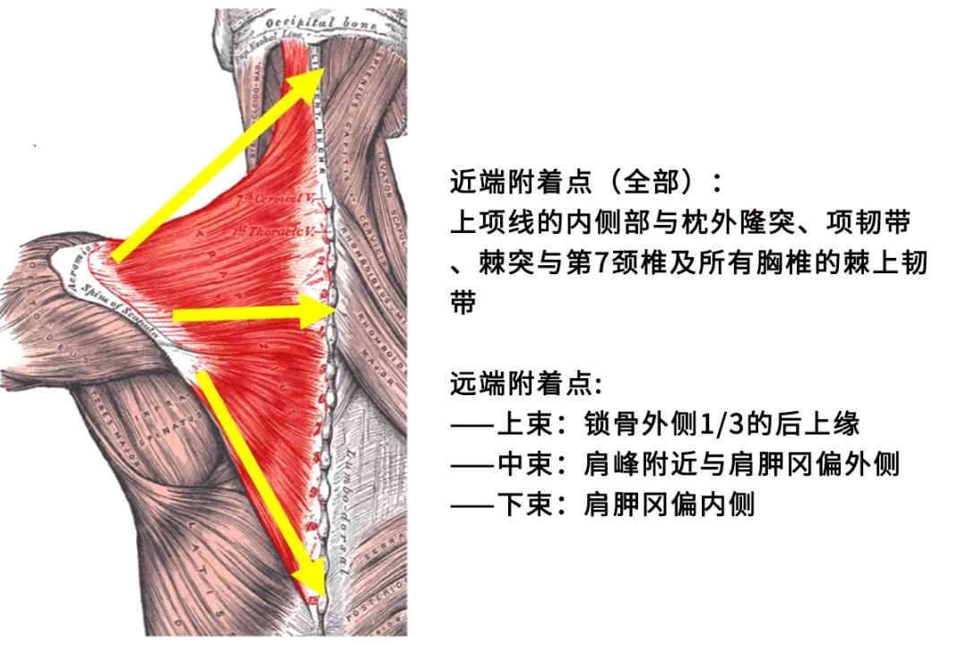 如何矫正耸肩的动作,做动作总是斜方肌代偿