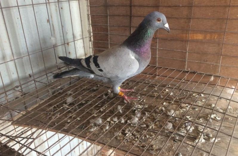养鸽子的10大缺点,养鸽子的十大缺点