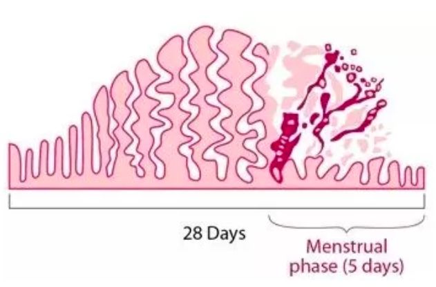 10条广为流传的「经期谣言」,你中招了吗？