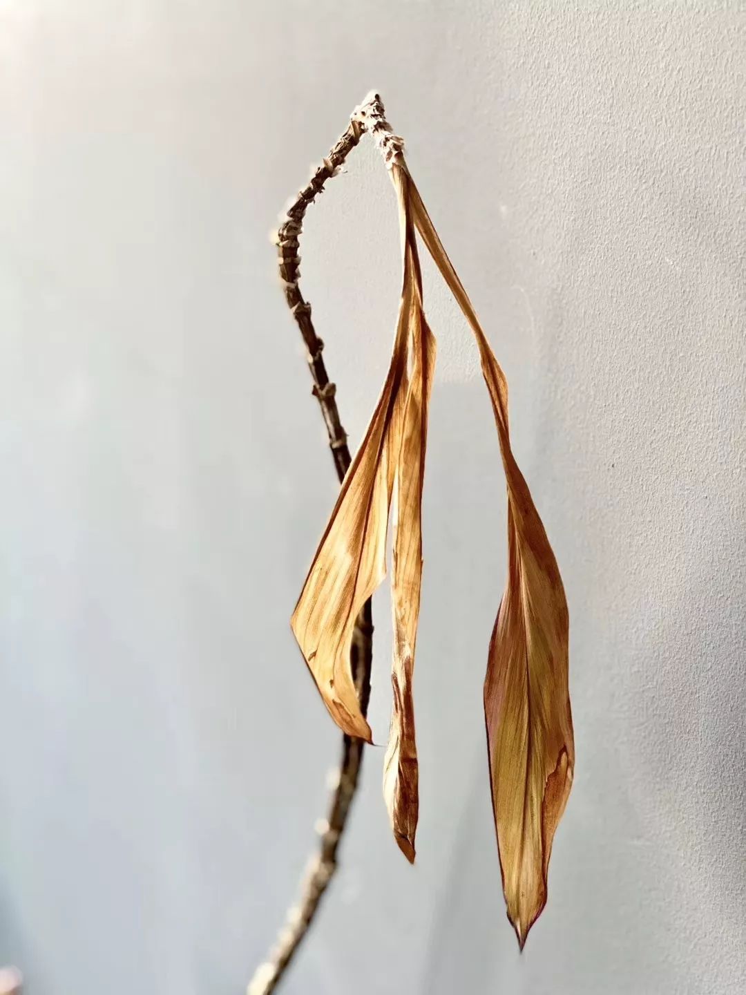 白色暖心舍｜|为83岁奶奶定制听得懂的手术科普PPT