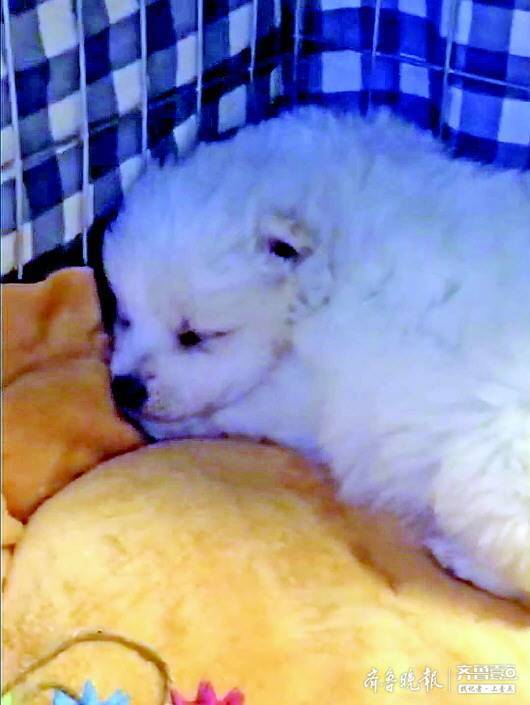 猫咪上吐下泻应激是怎么回事,狗狗上吐下泻能禁食多久