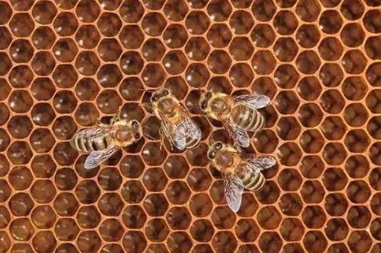 蜂窝移动和wifi的区别,蜂窝网络和移动数据的区别