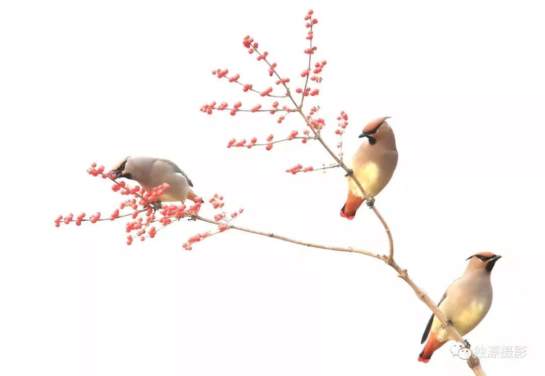 瞒不住了！昌平天空划过一群“小精灵”！可爱的那种！