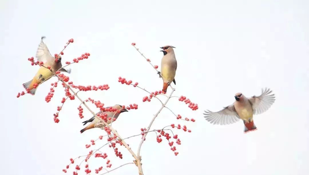 瞒不住了！昌平天空划过一群“小精灵”！可爱的那种！