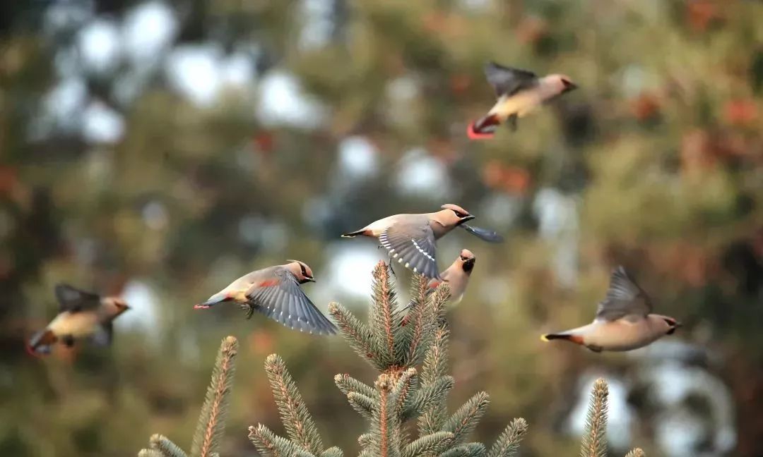 瞒不住了！昌平天空划过一群“小精灵”！可爱的那种！
