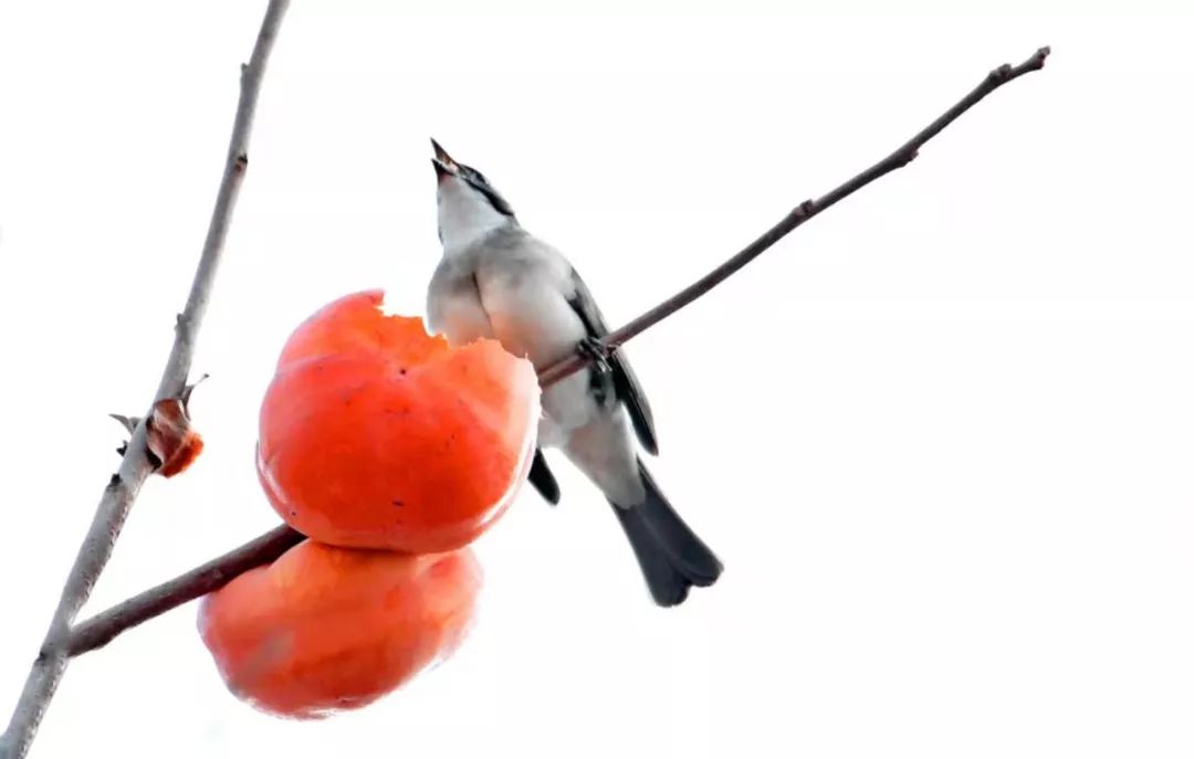 瞒不住了!昌平天空划过一群“小精灵”!可爱的那种!
