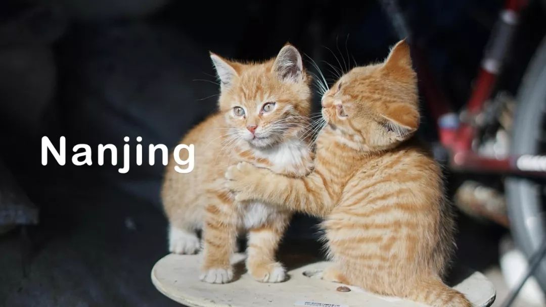 十二月南京一日游攻略,十二月的南京很温暖