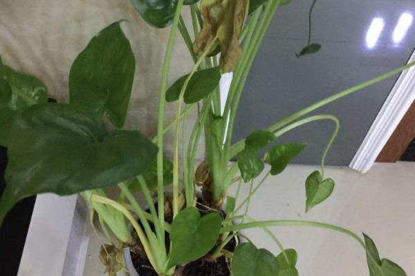 滴水观音有红蜘蛛怎么处理,滴水观音去除红蜘蛛