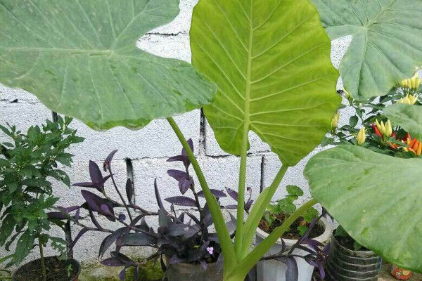 滴水观音生虫怎么消除,滴水观音土壤生虫