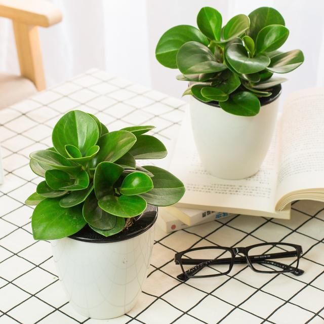 装修怎么做到零甲醛,装修无甲醛攻略