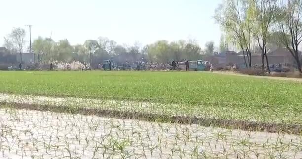 多菌灵致癌成功案例,多菌灵发生了药害怎么补救