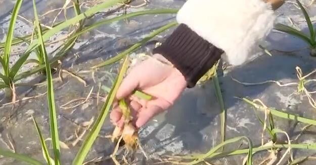 多菌灵致癌成功案例,多菌灵发生了药害怎么补救